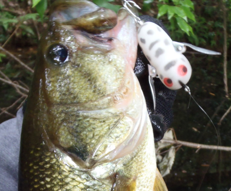 バス　ルアー　写真