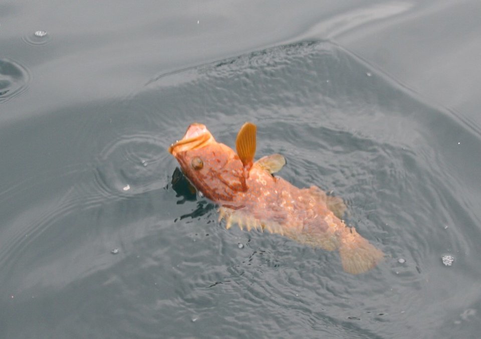海 アコウ 写真