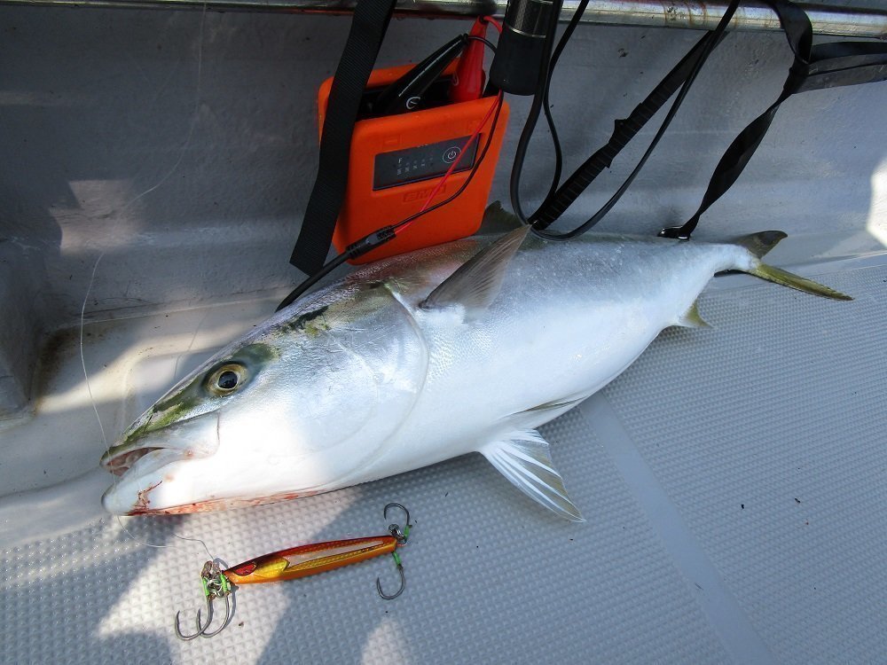 伊勢湾ジギング釣行記 タチウオ マゴチ ブリなど多種多様な魚種が魅力のジギングは電動リールで楽しもう