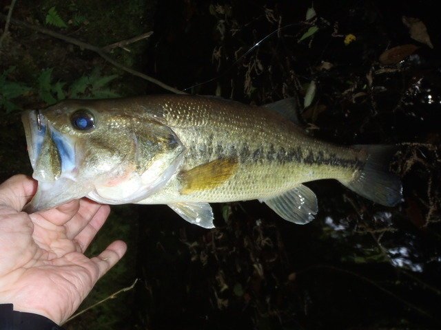 バス釣り バスフィッシング バス