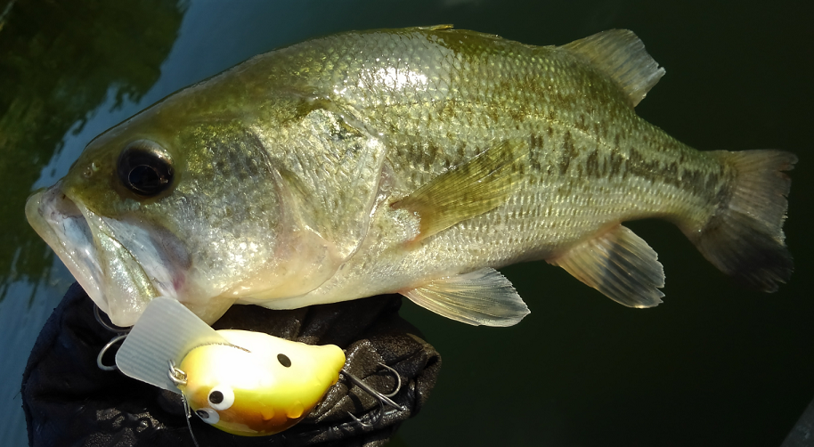 バス　ルアー　写真