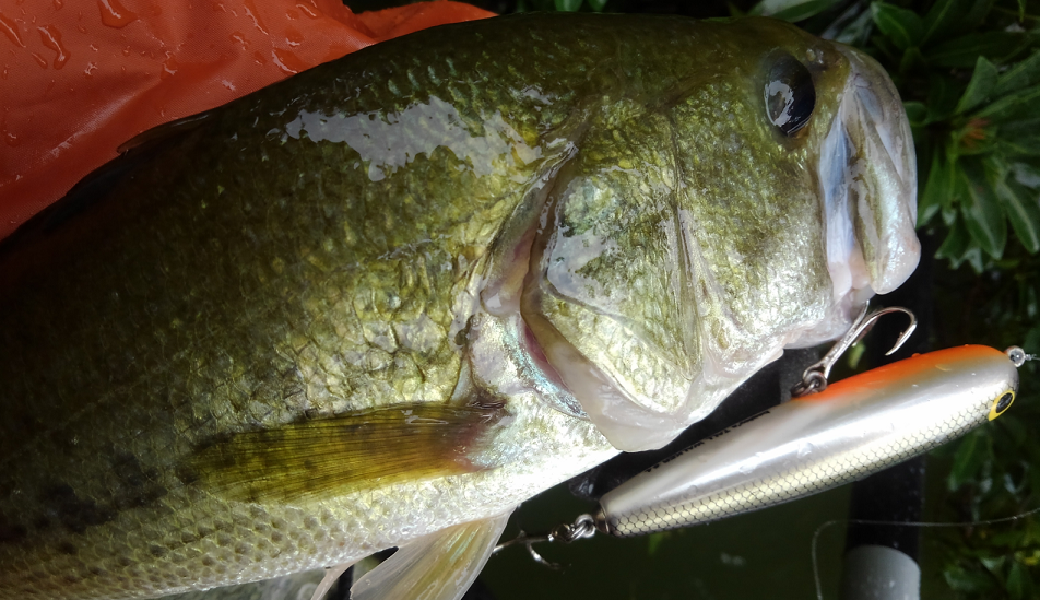 バス　ルアー　写真