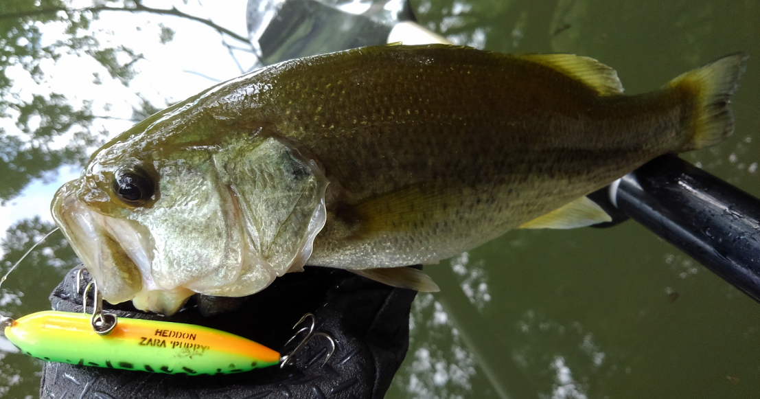 バス　ルアー　写真