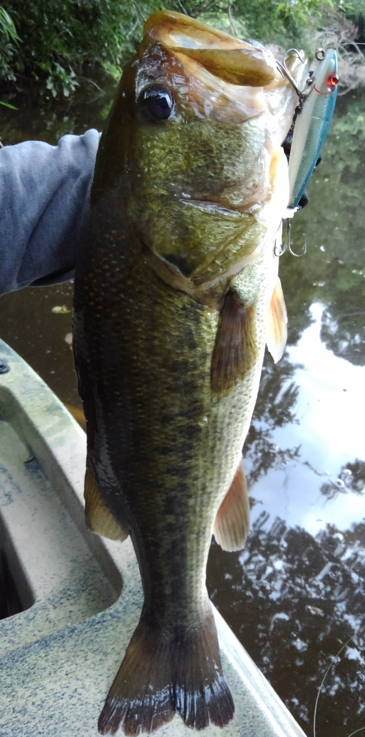 バス　ルアー　写真