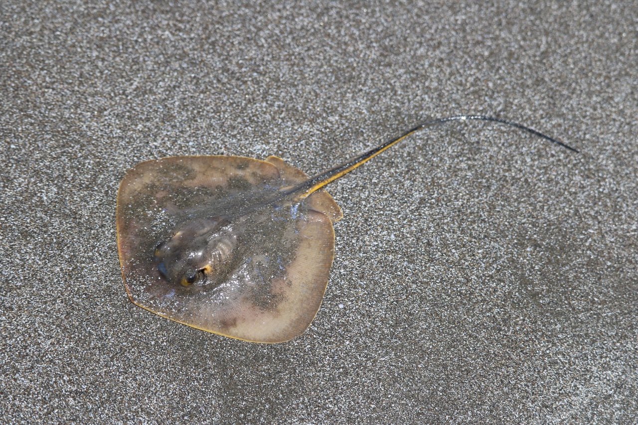 アカエイの写真