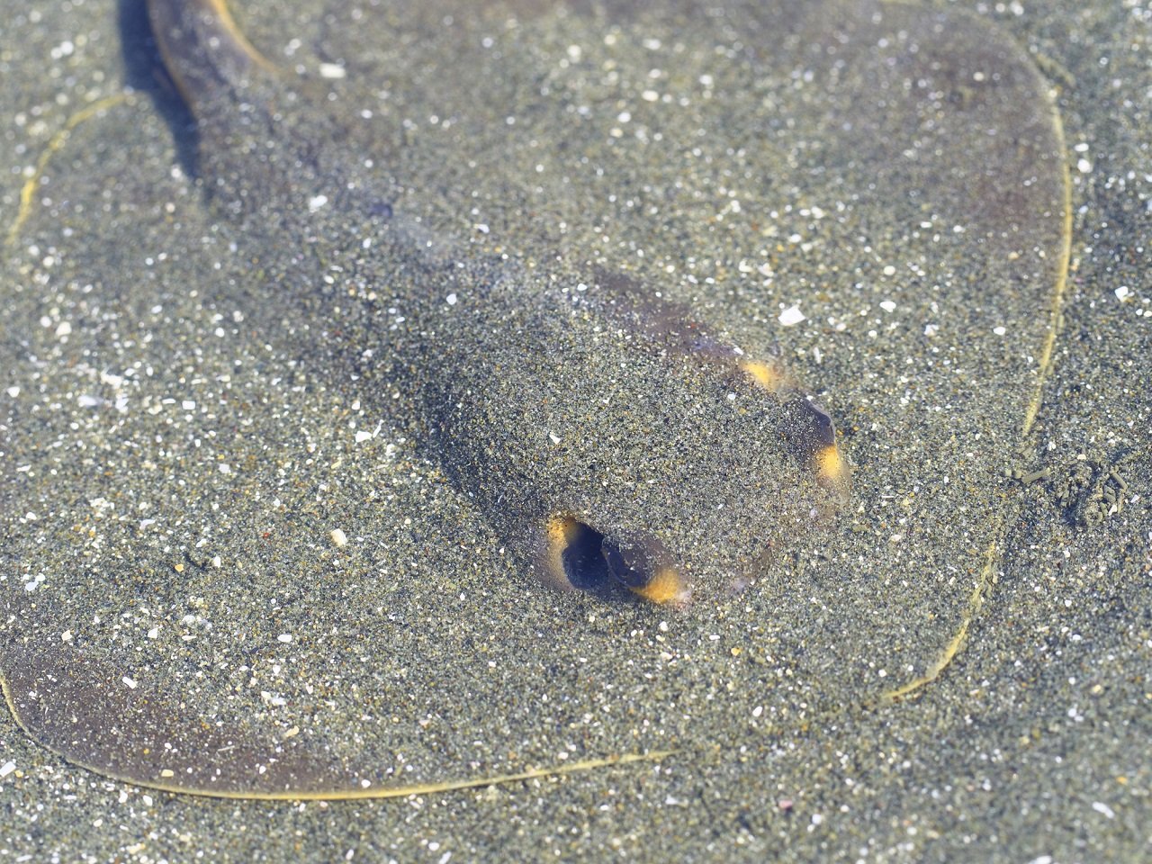 砂に同化するアカエイの写真