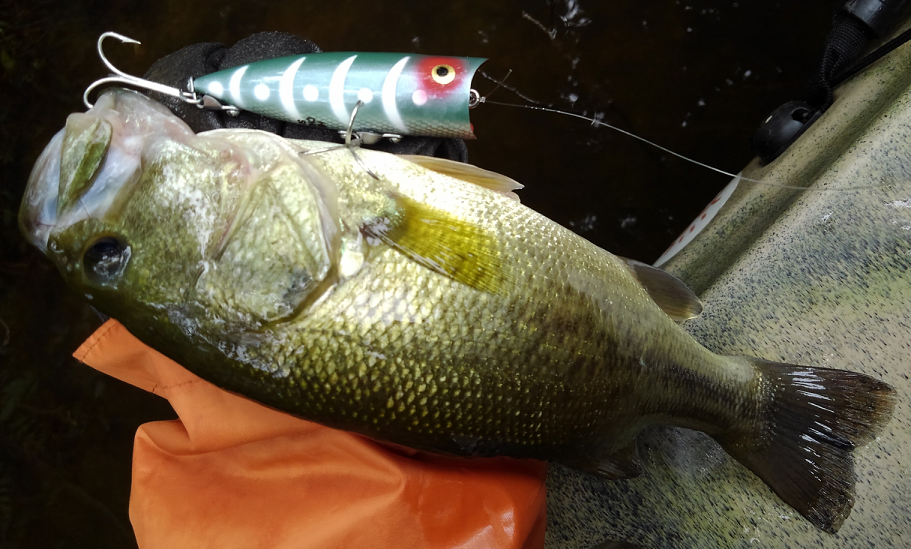 バス　ルアー　写真