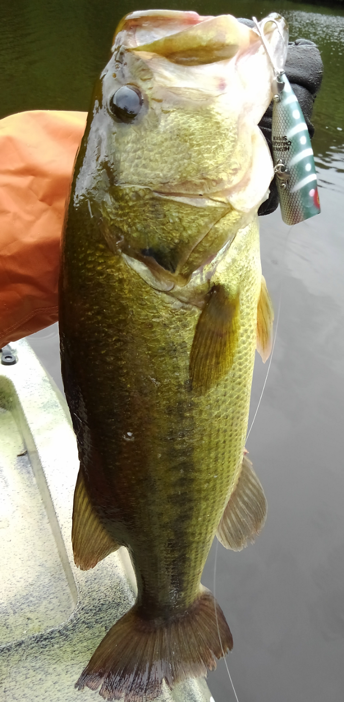 バス　ルアー　写真