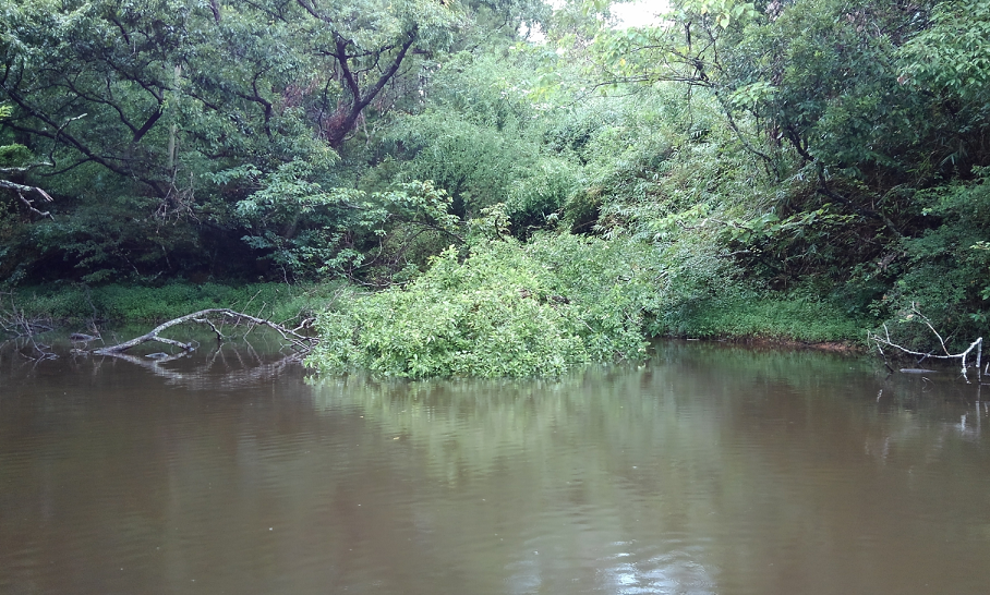 真新しい倒木を見つけた!急に出現したカバーにバスは付くの?
