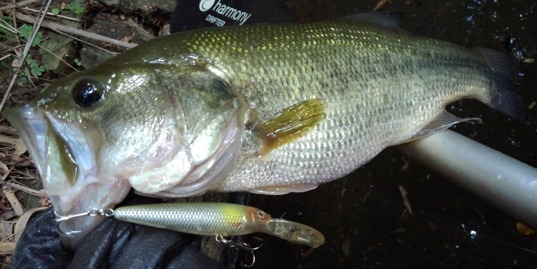 ロングビルミノーでバスを攻略 スローライズにチューンしてアプローチしてみよう