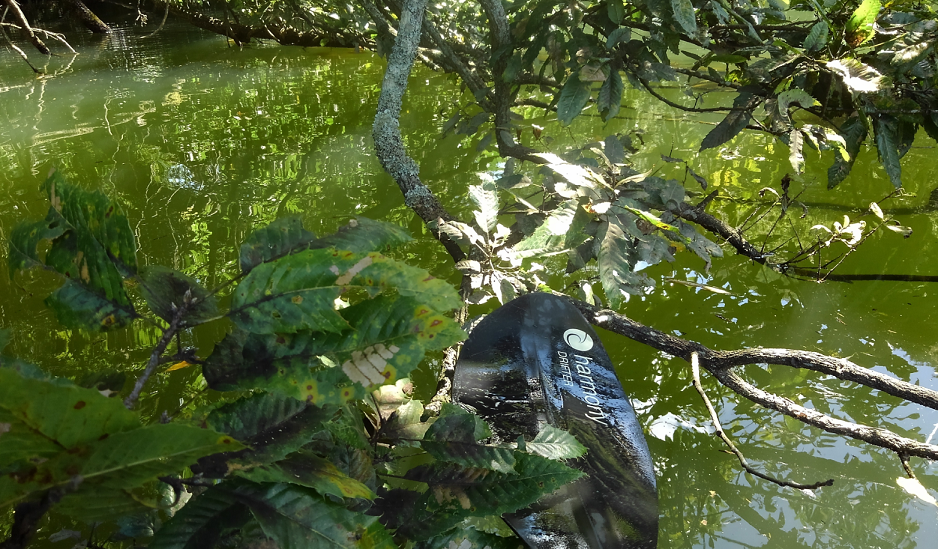 木　水面　写真