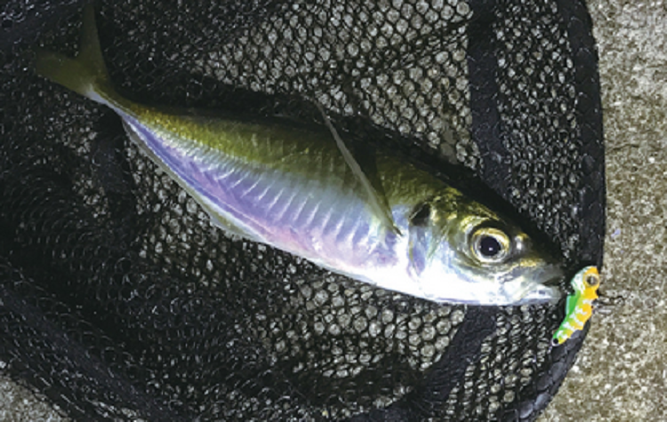 魚　ルアー　写真