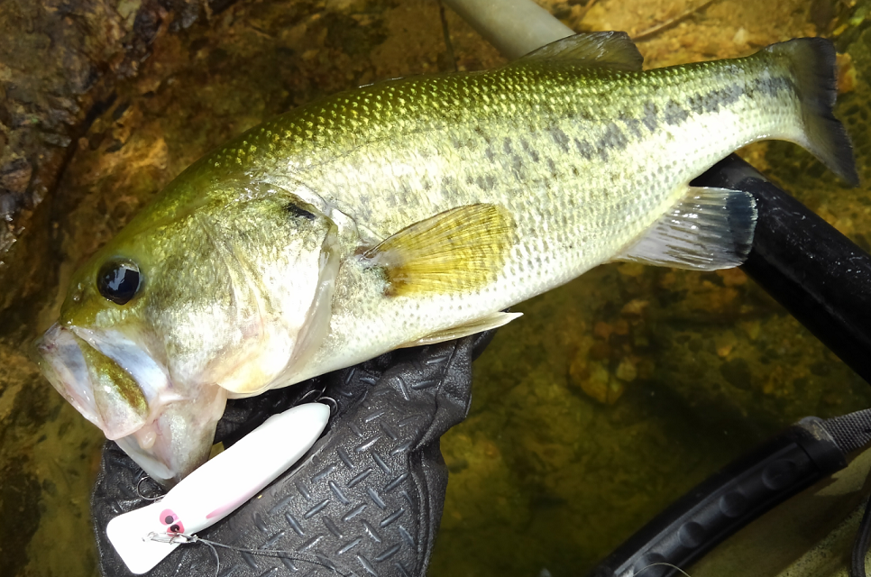 バス　ルアー　写真