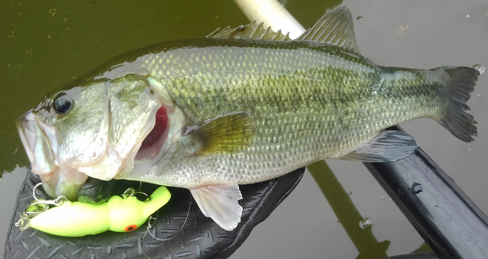 バス　ルアー　写真