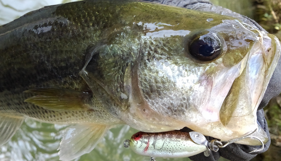 バス　ルアー　写真