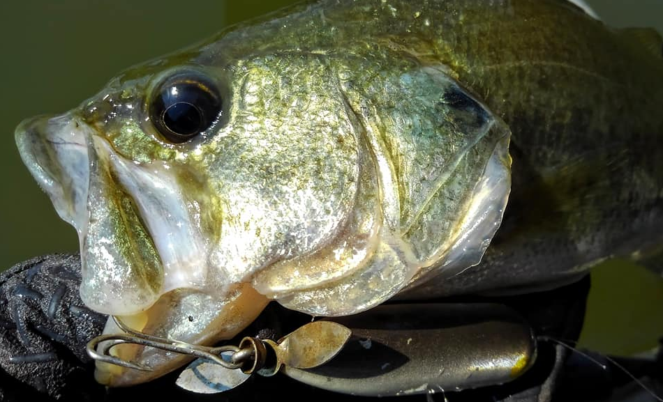 バス　ルアー　写真