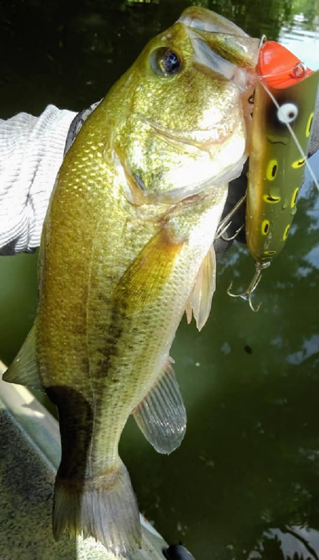 バス　ルアー　写真