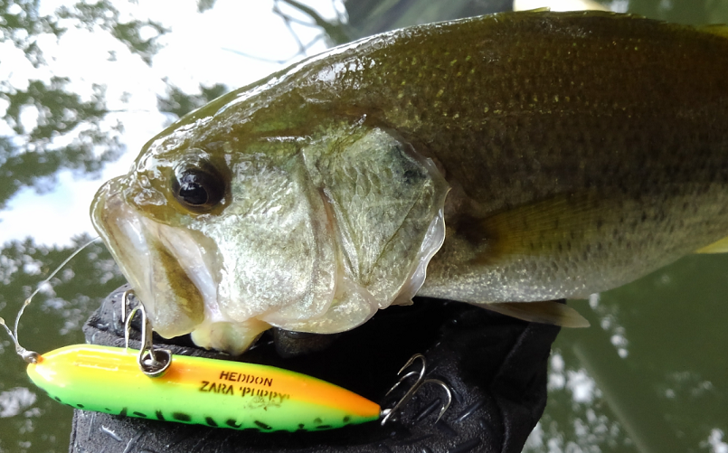 バス　ルアー　写真