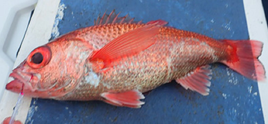 魚　写真