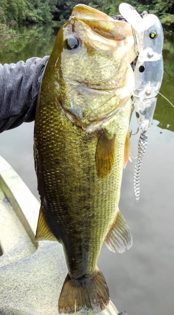 バス　ルアー　写真