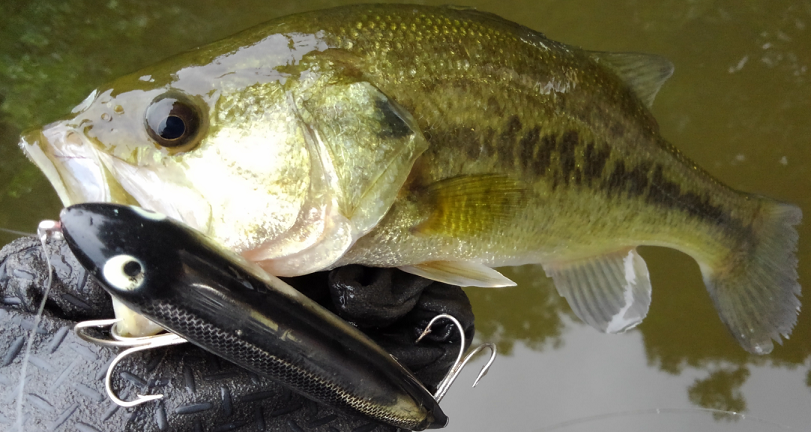 バス ルアー 写真