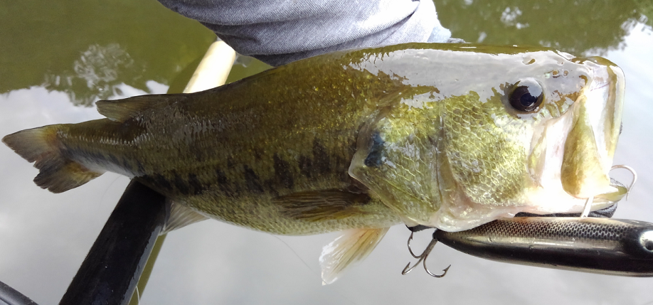 バス ルアー 写真