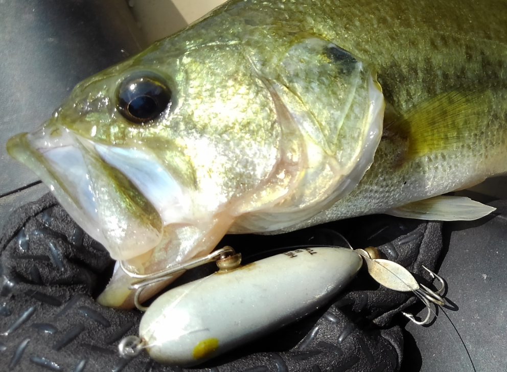 バス　ルアー　写真