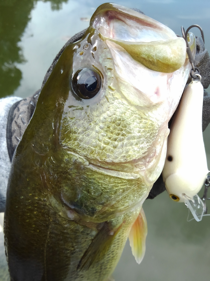 バス　ルアー　写真