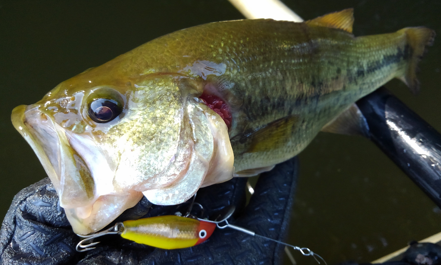 バス　ルアー　写真