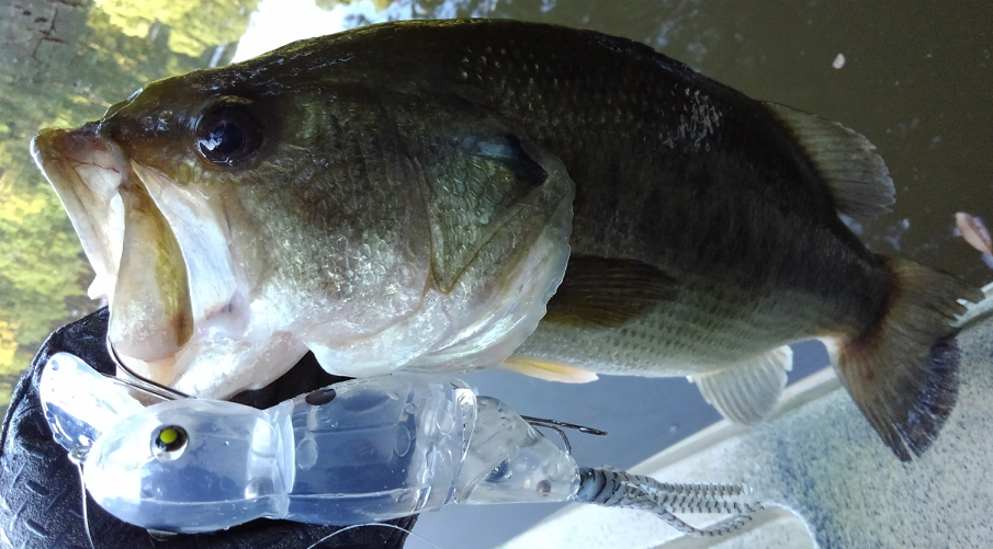 バス　ルアー　写真