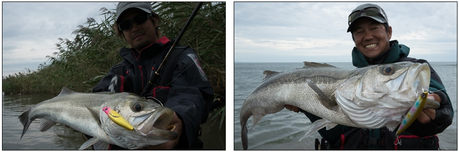 シーバスの写真