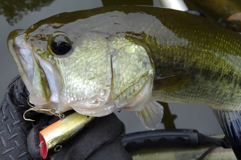 バス ルアー 写真