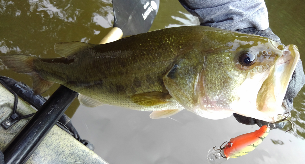 バス　ルアー　写真