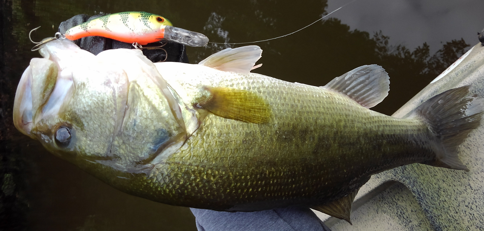 ルアー バス 写真