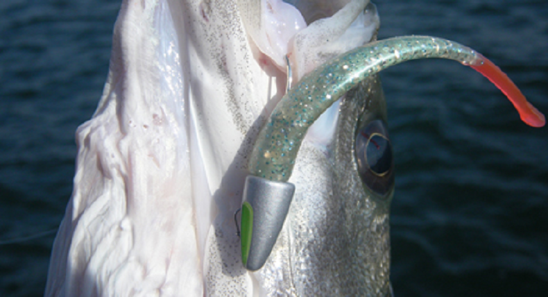 ジグヘッドにセットしたアルカリワームとシーバス