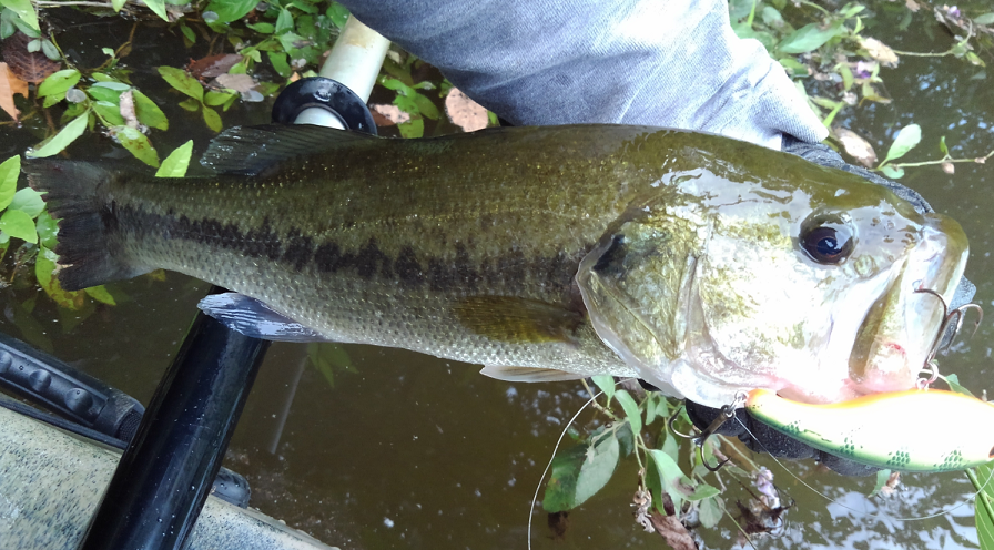 バス　ルアー　写真