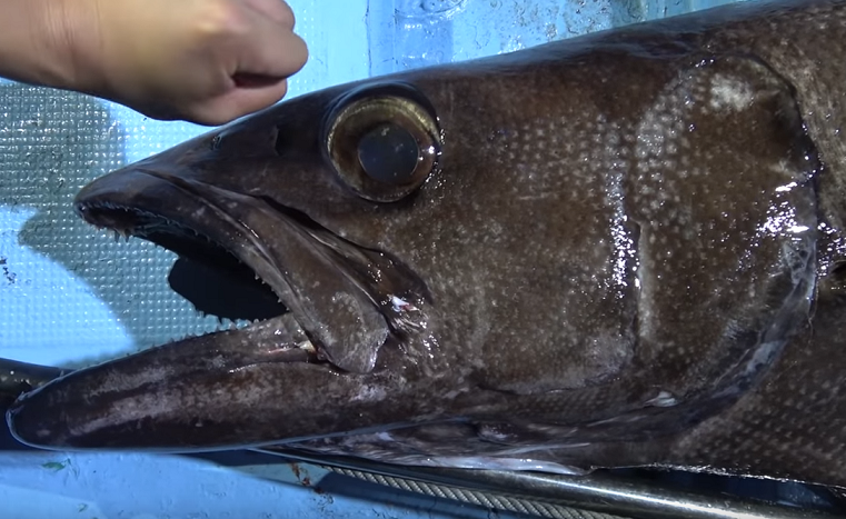 バラムツは食べていいの?食品衛生法で販売禁止の深海魚を詳しくチェック