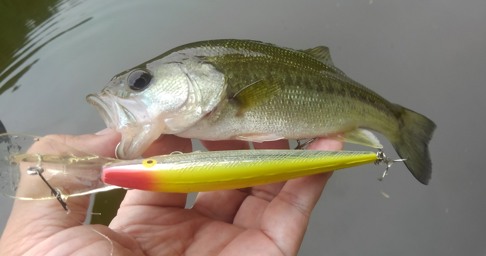 バス　ルアー　写真