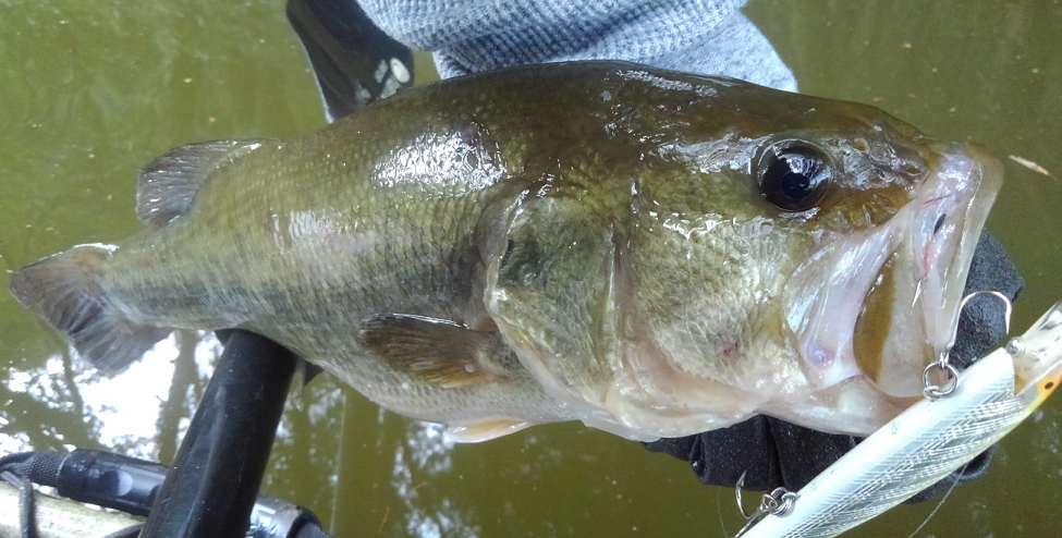 バス　ルアー　写真