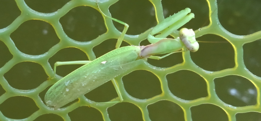 カマキリ　写真