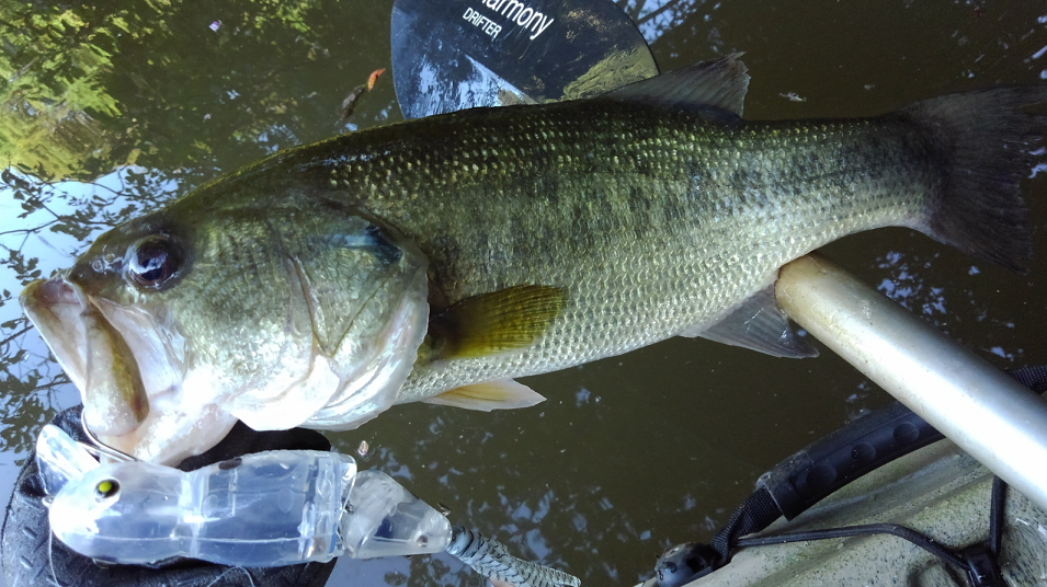 バス ルアー 写真