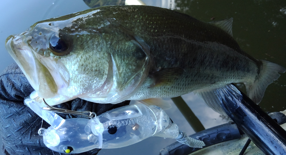 バス ルアー 写真