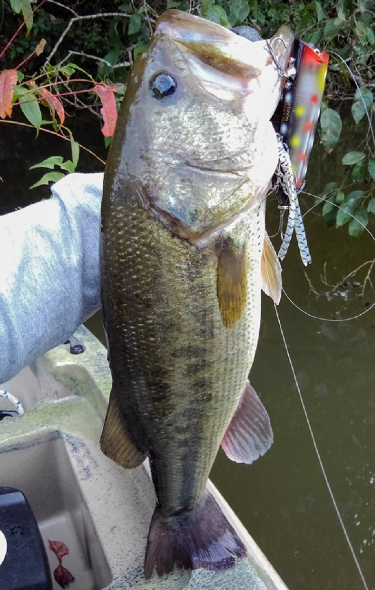 バス ルアー 写真