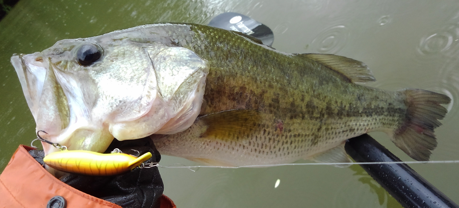 バス　ルアー　写真