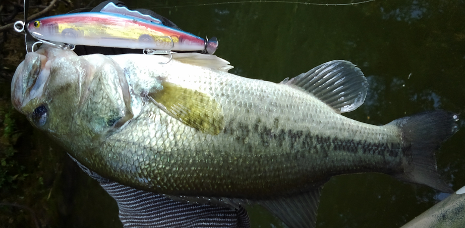 バス　ルアー　写真