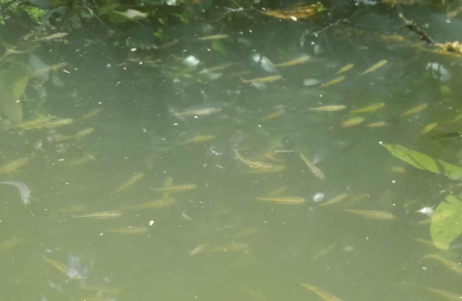 ベイトフィッシュの群れを発見！秋のバス釣りを紐解くきっかけを探し出そう