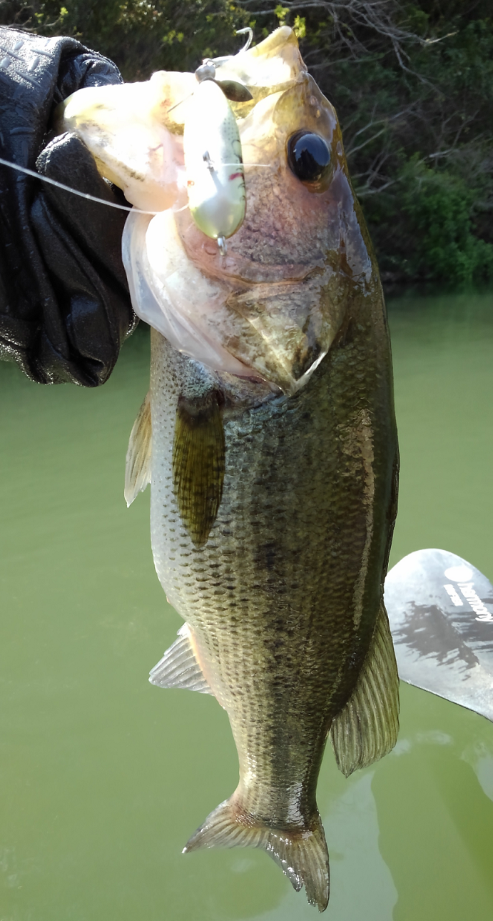 バス　ルアー　写真