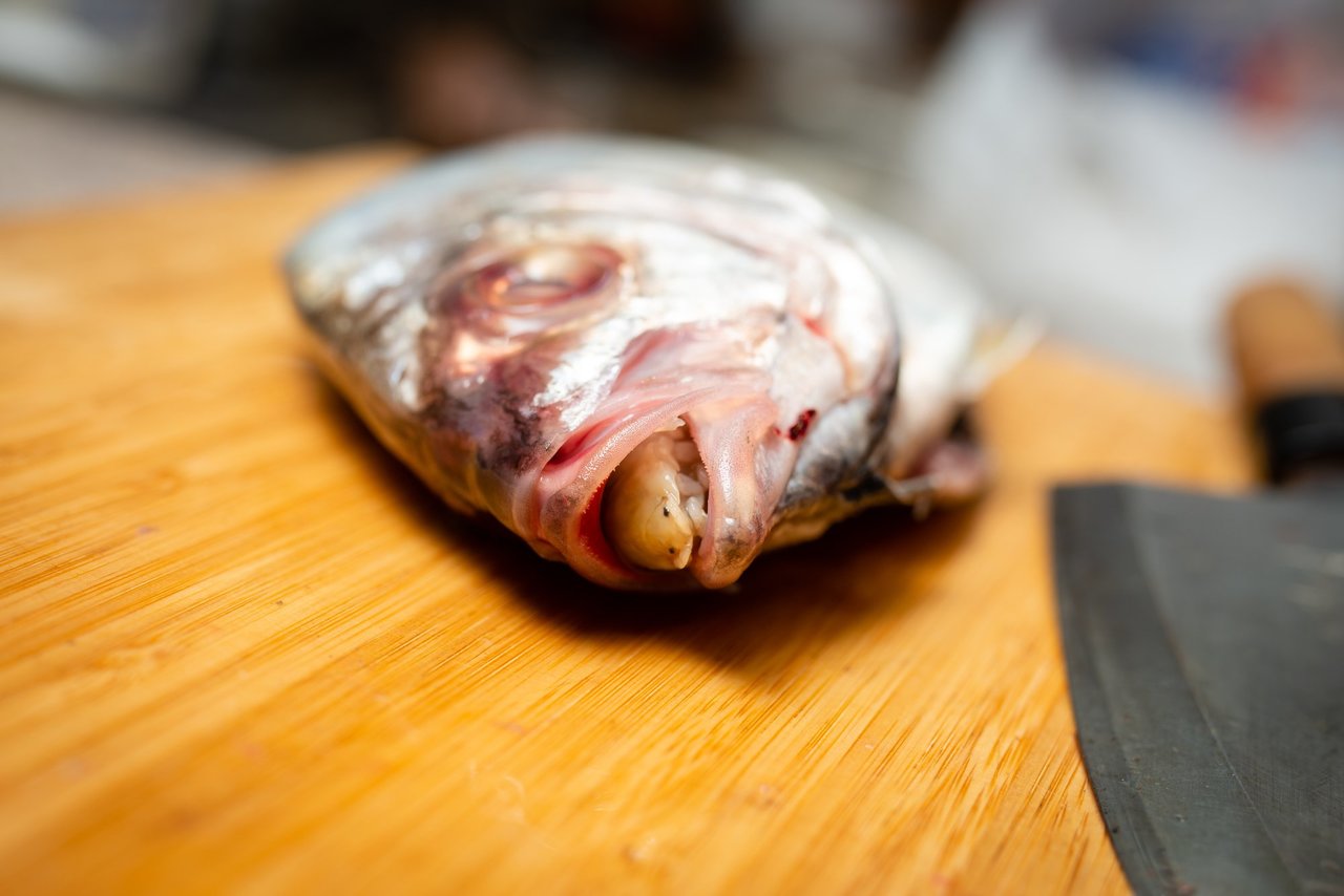 タイノエの写真