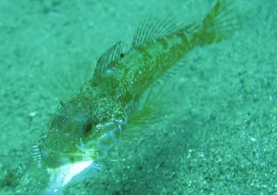 アナハゼ釣りを楽しもう カンタンに釣れちゃうライトソルトゲームの新たな対象魚
