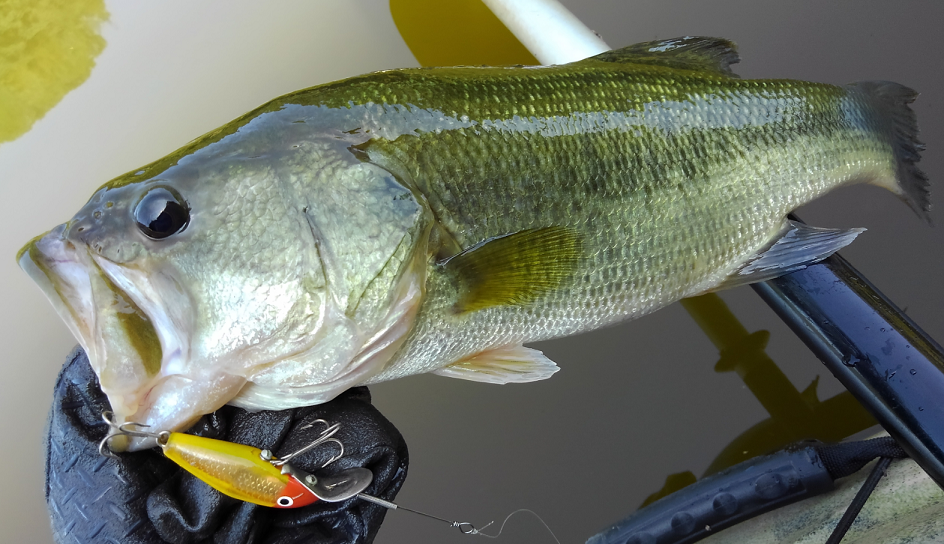 バス　ルアー　写真